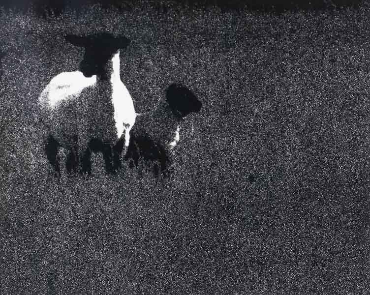 Lambs in the Field