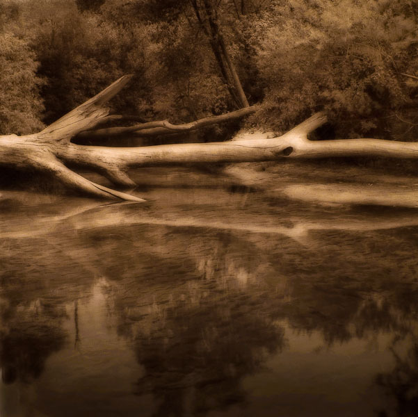 Fallen Log (Sepia)