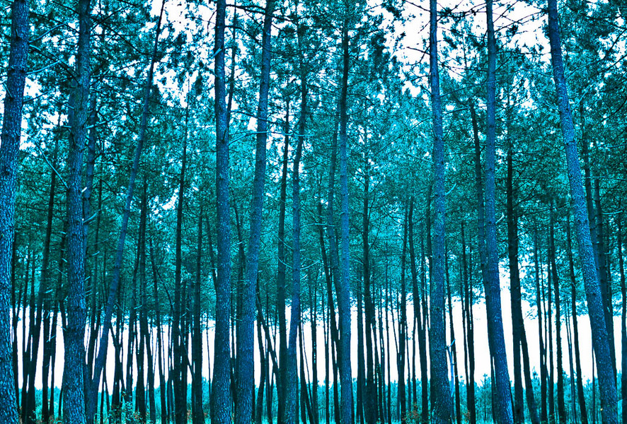 A French stand Of Trees