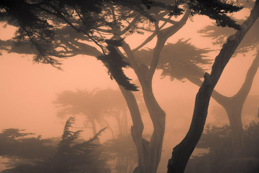 Coastal Carmel