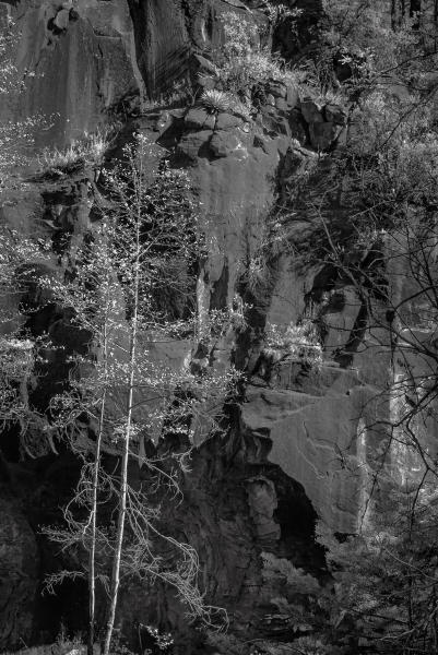 Tree and Rock Face