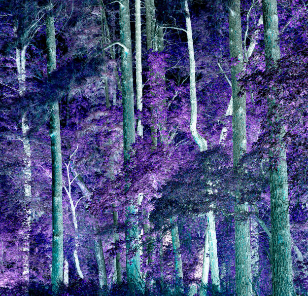 Midnight In Faerieland Woods