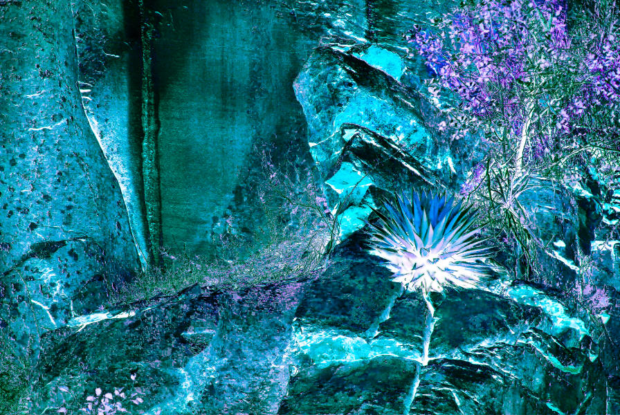 The Enchanted Agave