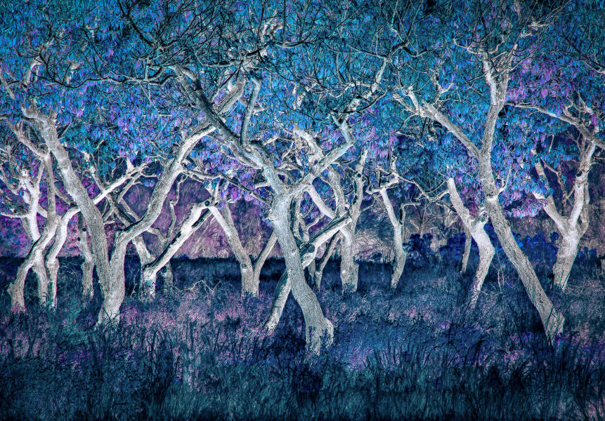 The Dancing Trees