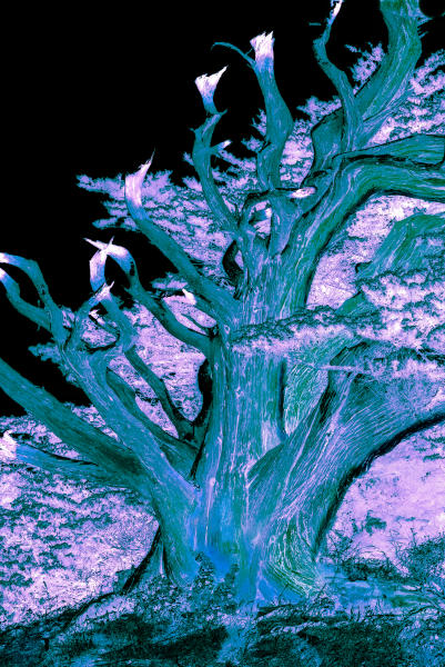 The Medusae Tree Tentacles