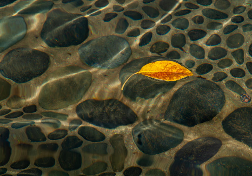 Floating Leaf