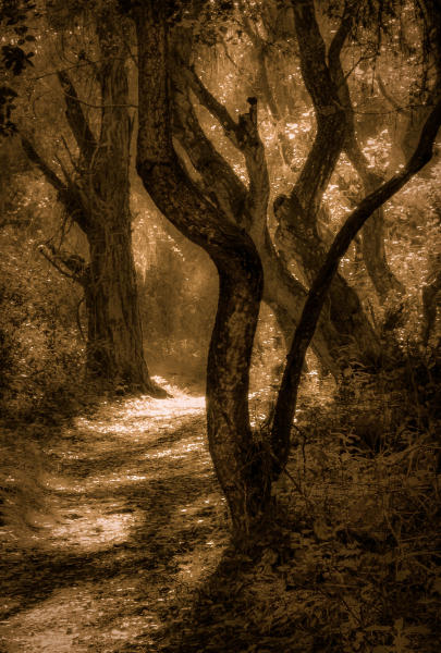 Trees | FINE ART PHOTOGRAPHY