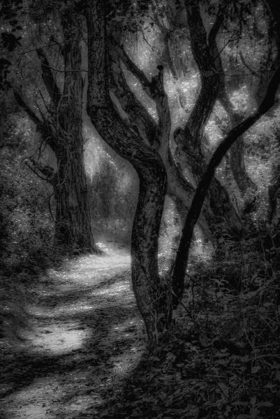 The Path