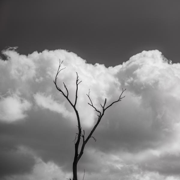 Tree and Clouds