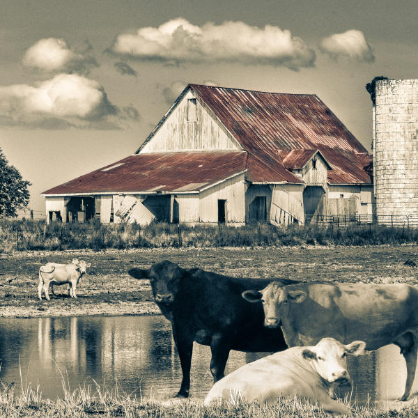 Cows, Barn and Silo