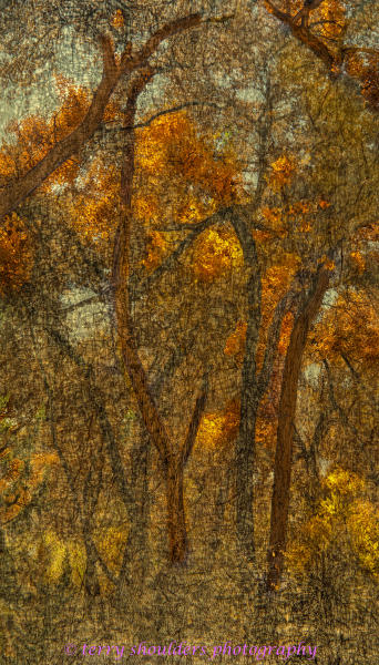 Artistic Tree Patterns l