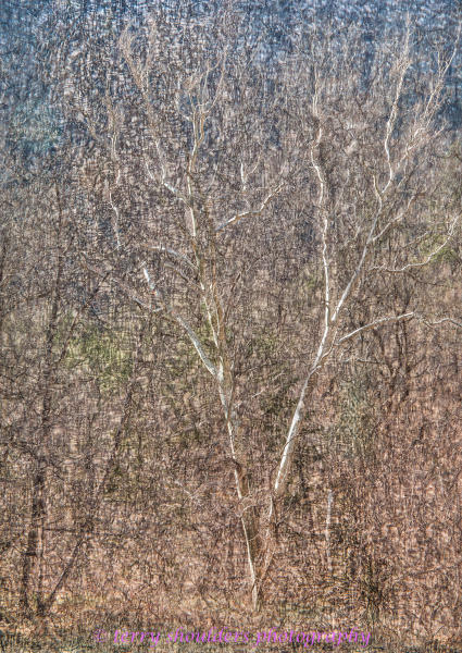 Artistic Tree Patterns ll